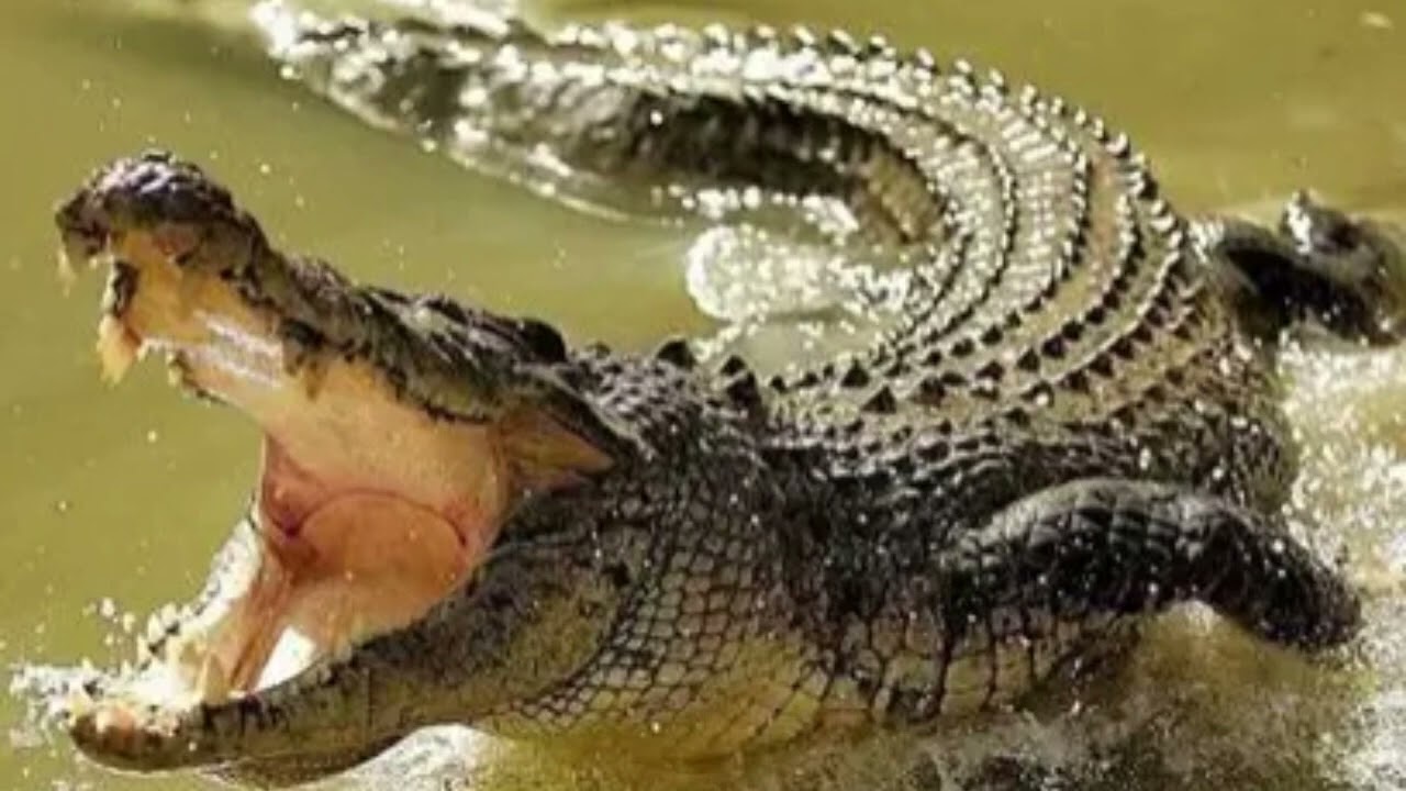 10 Animais Perigosos Do Mundo