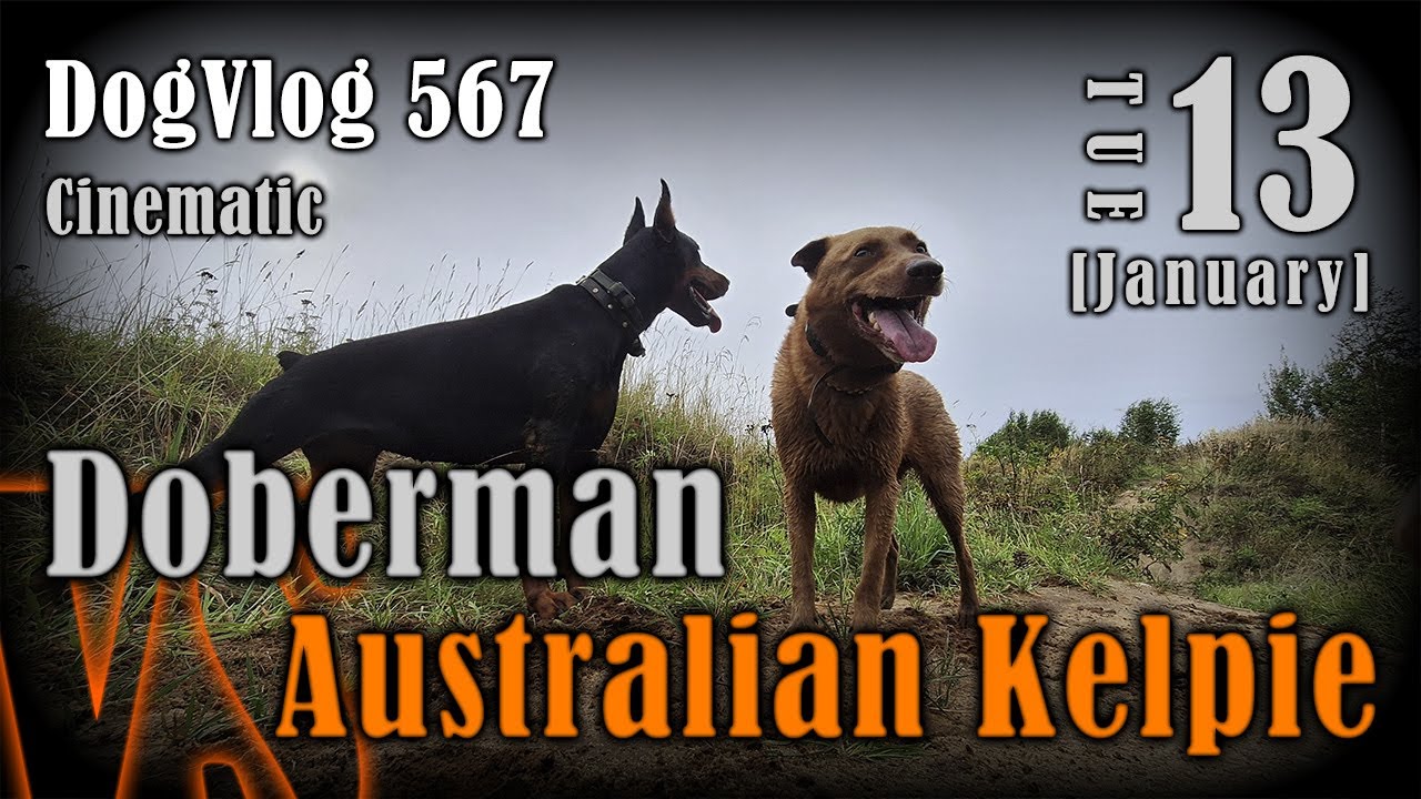 Australian Kelpie dog plays with Doberman: slow motion dog moments #dogvlog #dogwalkinglife #slowmo 