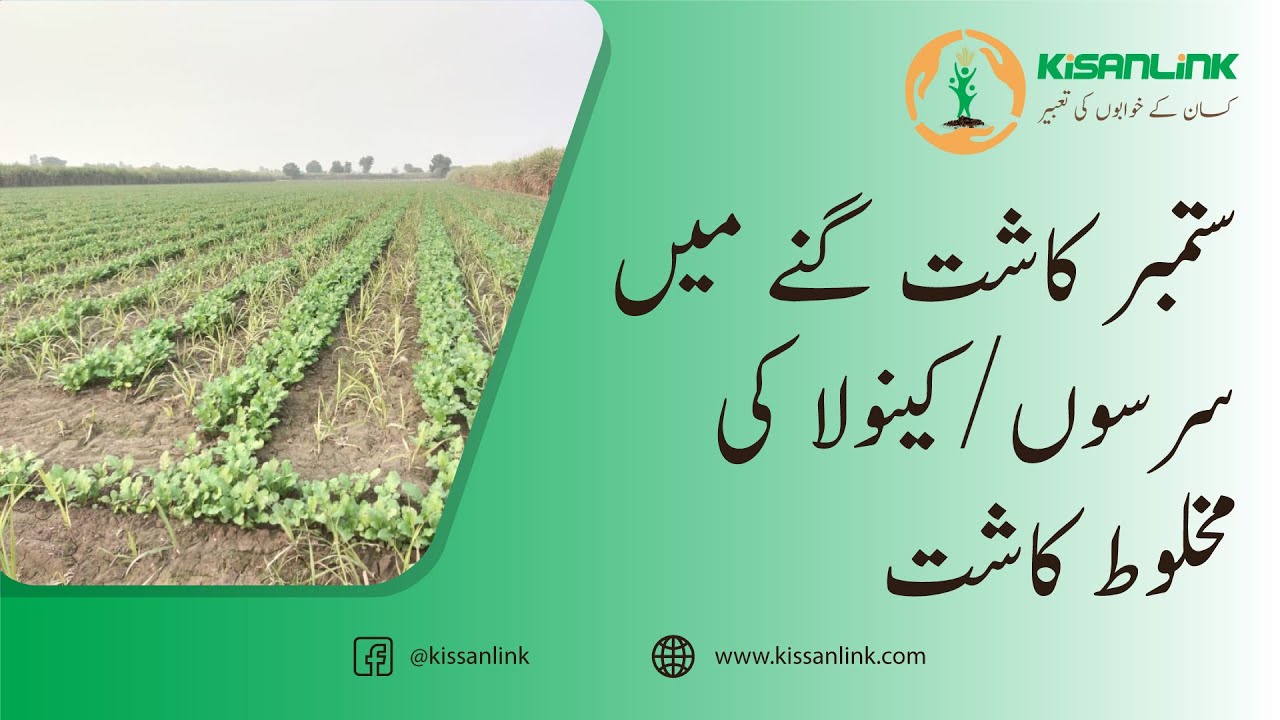 Intercropping Farming | Cultivation of Canola in Sugarcane |ستمبر کاشت گنے میں سرسوں  کی مخلوط کاشت