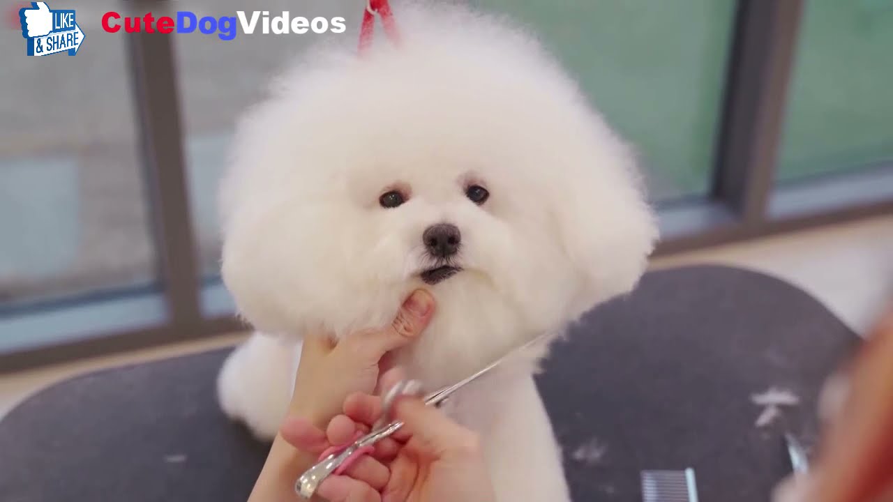 CUTENESS OVERLOAD! 😍HUGGABLE AND LOVABLE🐕‍🦺 LITTLE BICHON FRISE DOGS VIDEOS! 🐕 🤪😍