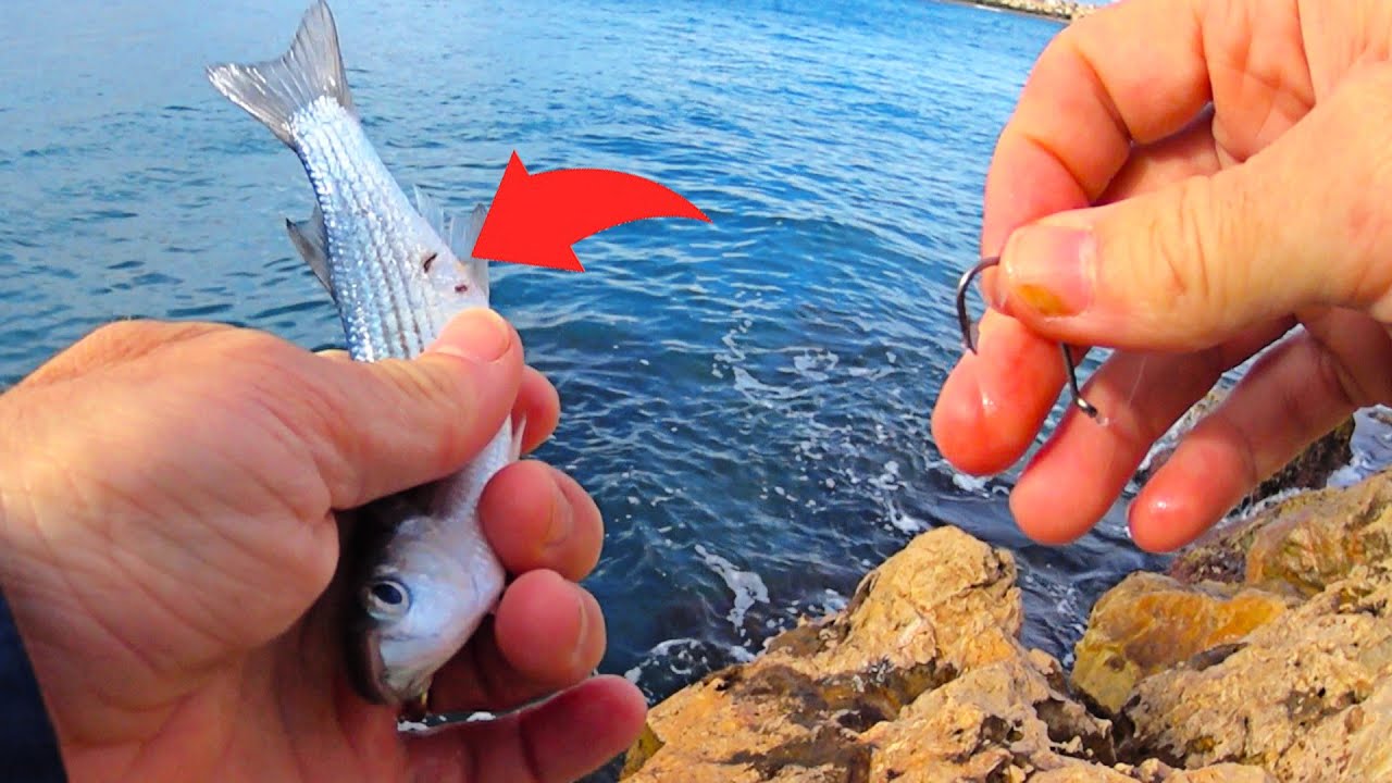 PESCA con PECES VIVOS --SIN PLOMO🔗NI BOYA📍--  PESCA al TACTO.