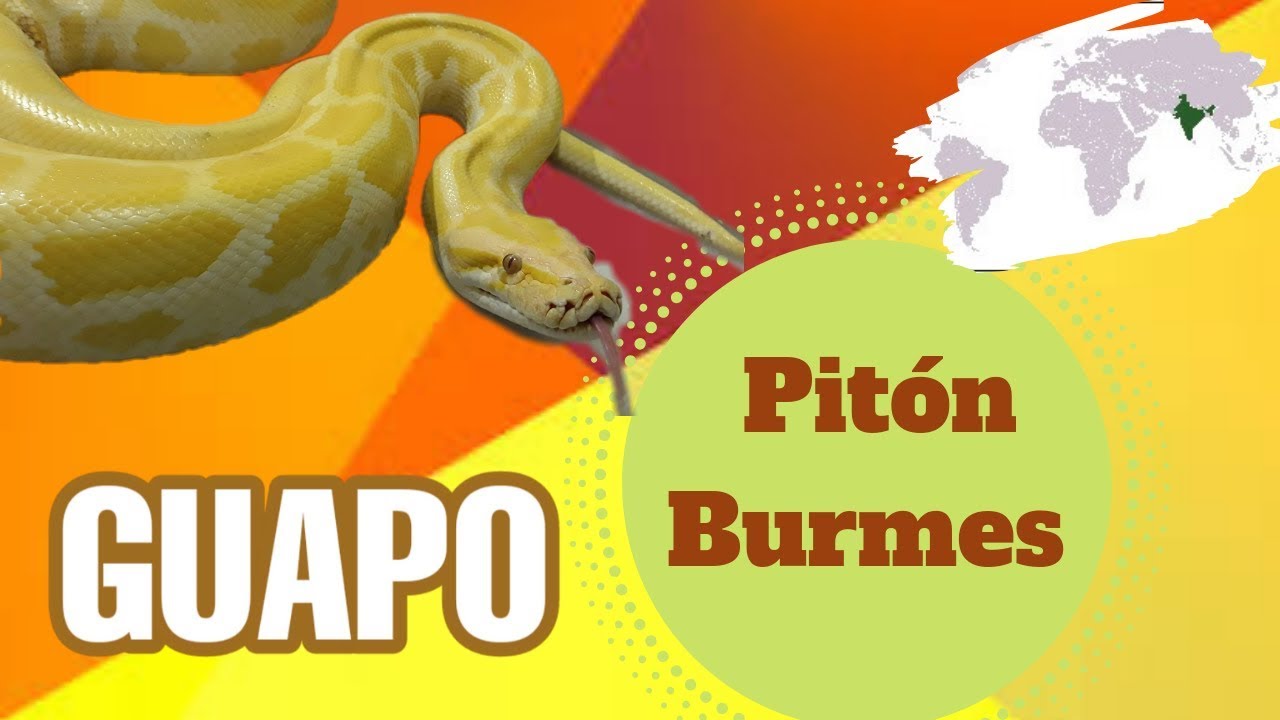 Cuidados básicos burmes | bio rat | PIMVS ND