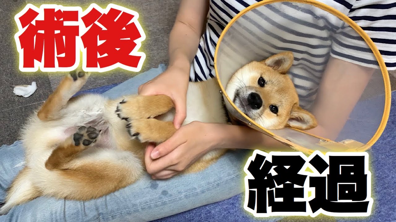 豆柴富 去勢手術後の経過を追ってみた！傷口かゆい…