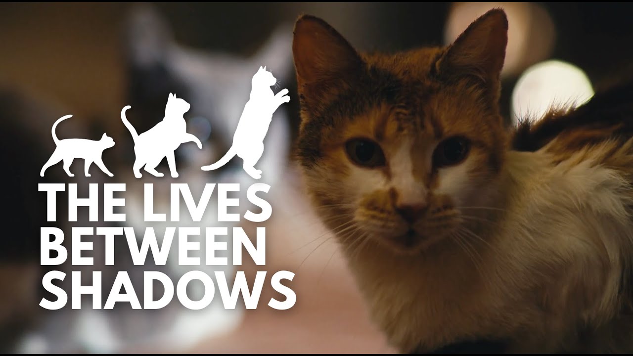 The Lives Between Shadows: Feral and Stray Cats 🐈