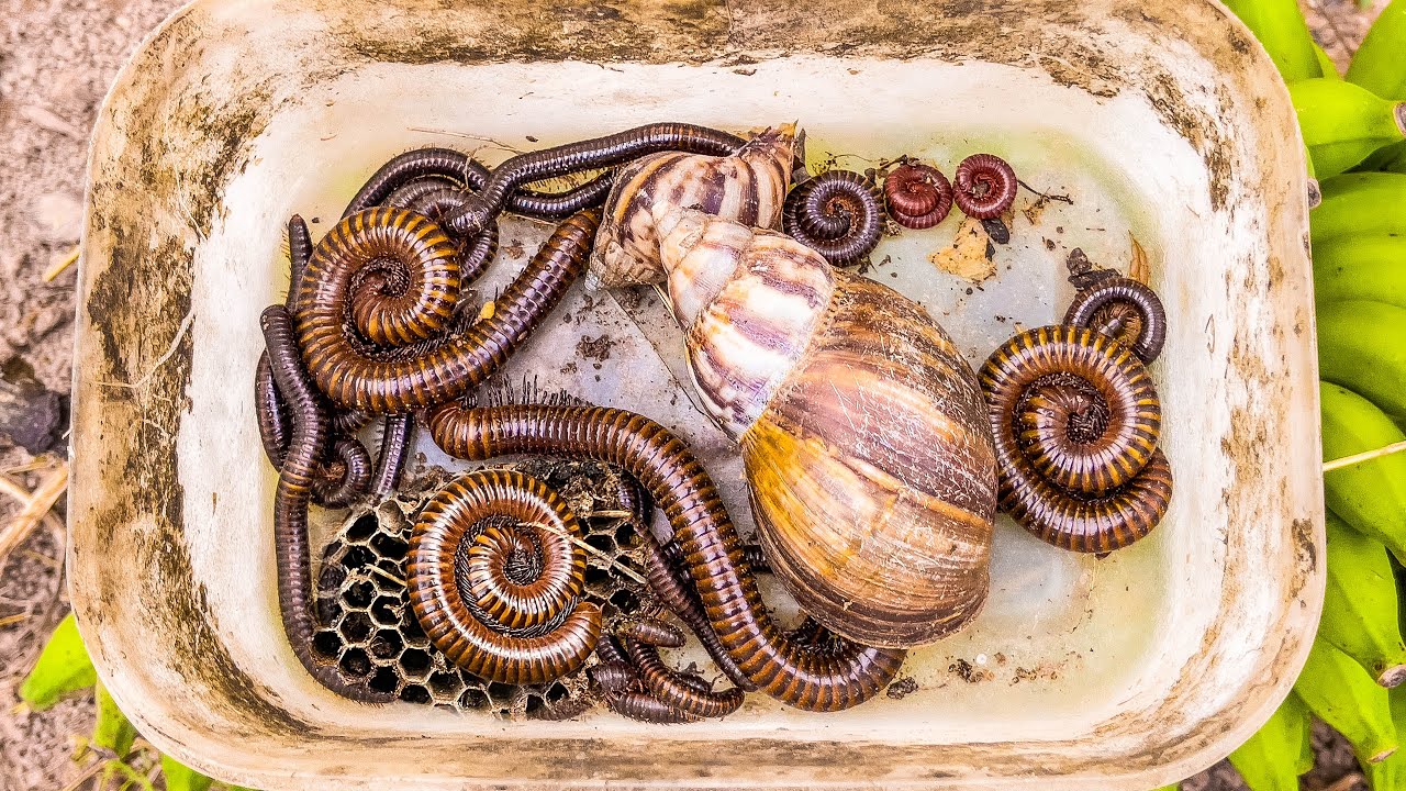 Incredible Insect Catching Moments in Nature! Millipedes , Centipede, Snail , Insect Ground Bug