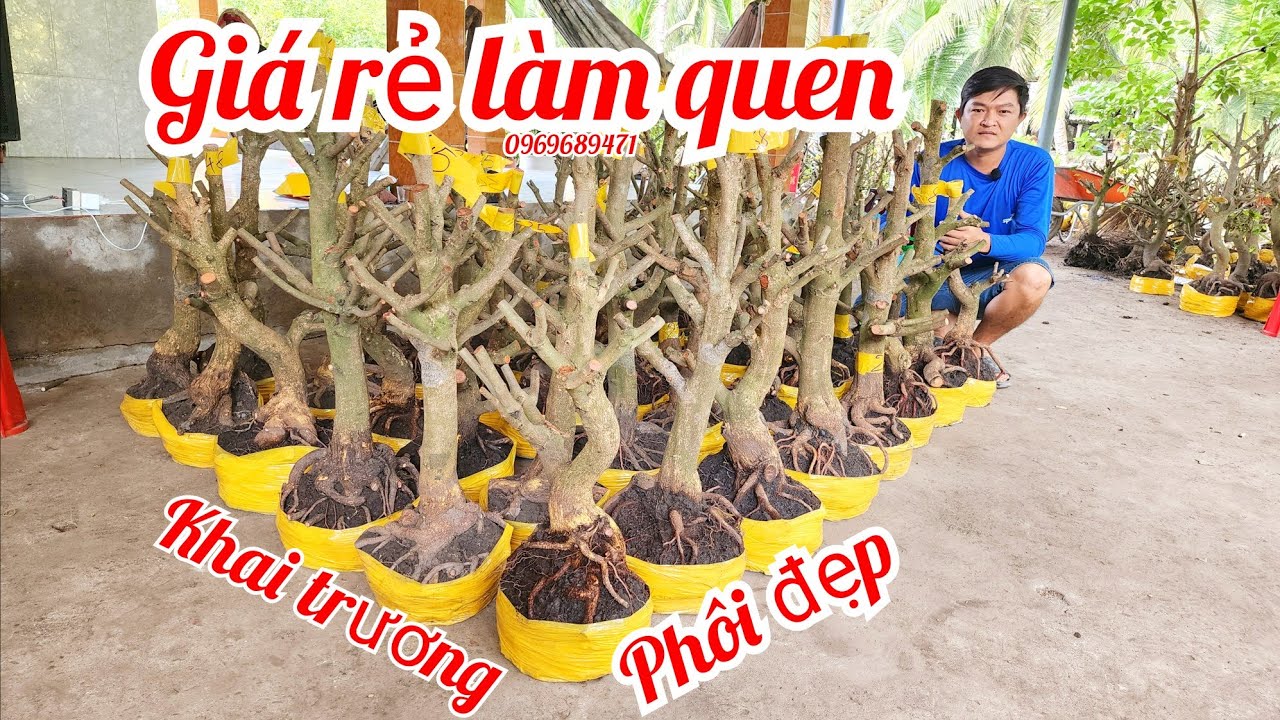 25/2 A Vinh 0969689471 phôi mai giảo Thủ Đức đế đẹp giá rẻ làm quen |MaivàngThanhTâm