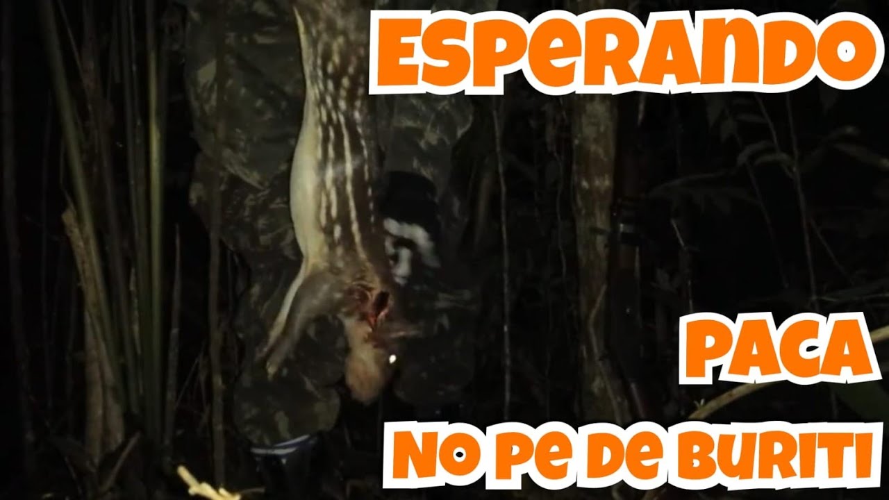 Paca  grande  abatida no buriti
