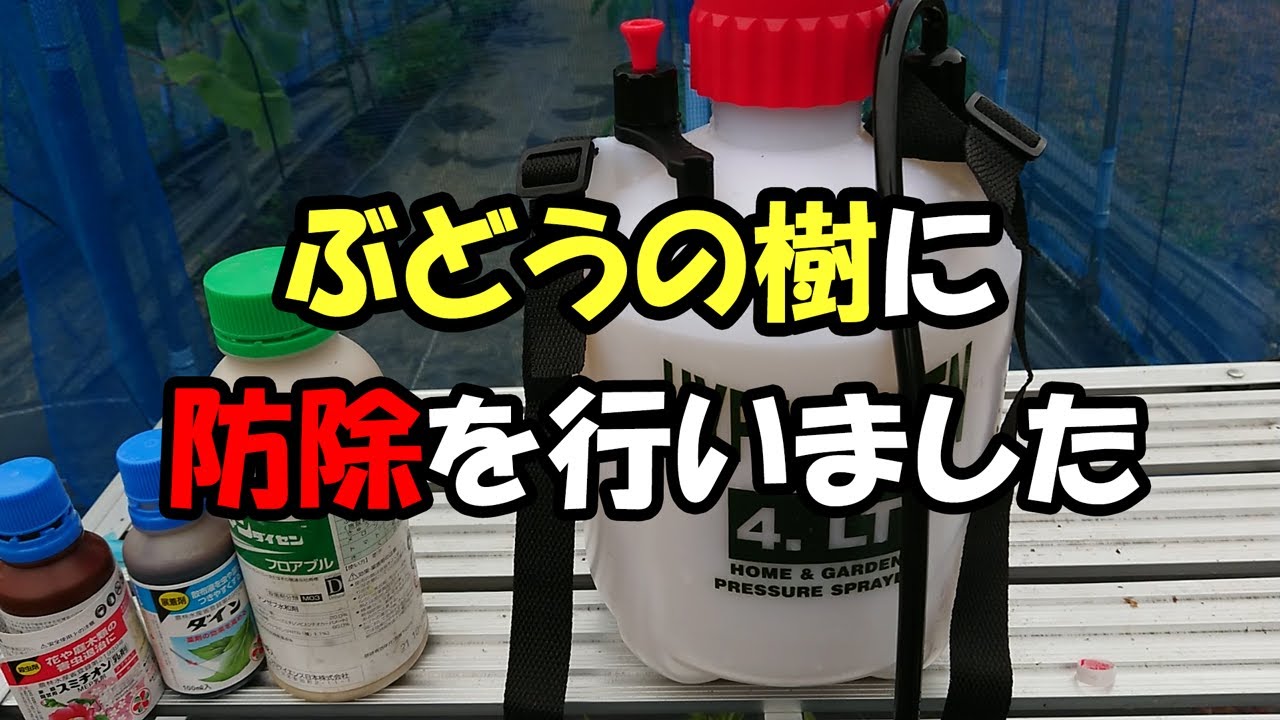 ぶどうの木に防除(殺菌剤・殺虫剤)を行いました