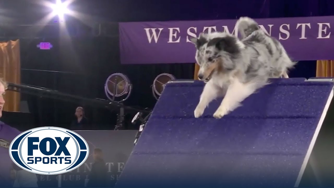Bee the Shetland Sheepdog, wins the 16