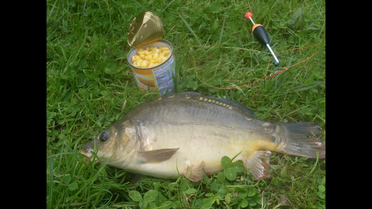 Comment et où pêcher la carpe au maÏs? Technique de pêche de la carpe