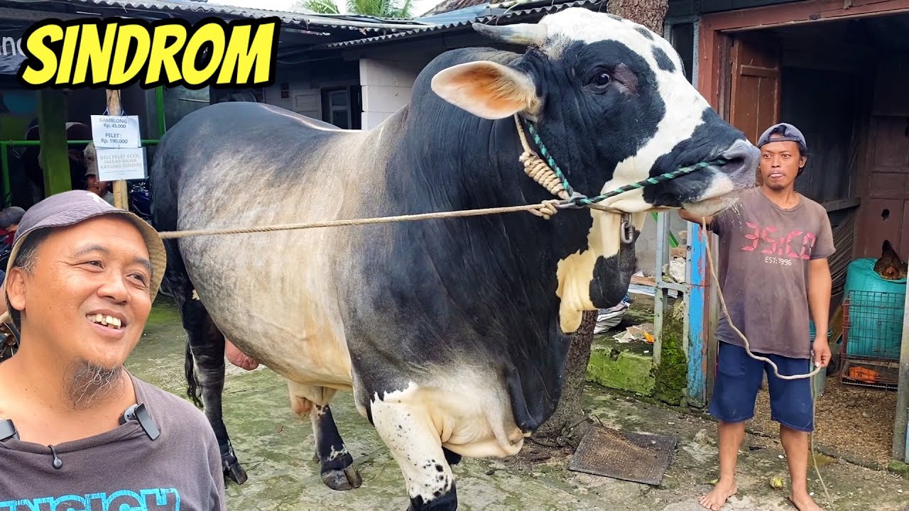 SINDROM KANDANG PEDALAMAN P3 KONTES SAPI WONOSOBO 🔥