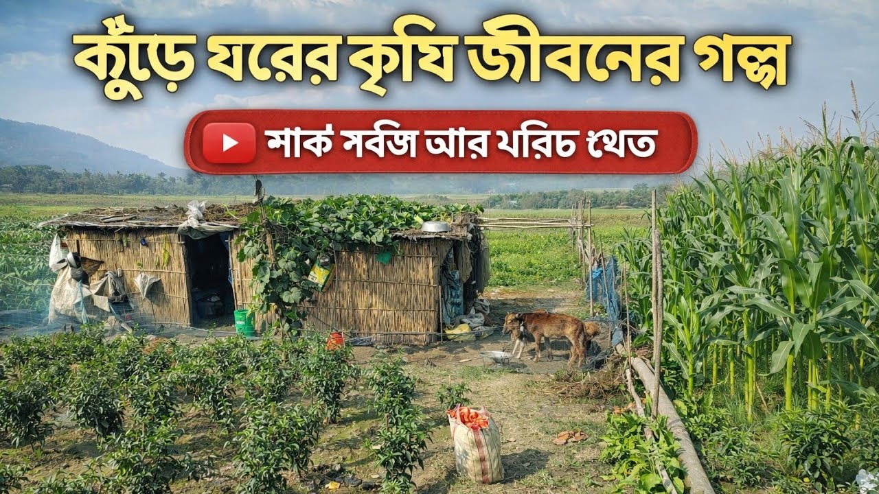 নির্জন এক চরের মাঝখানে দাঁড়িয়ে আছে এটি কুঁড়েঘর। কুঁড়েঘরের ভিডিও।। ভাইরাল কুঁড়েঘরের কাহিনী।।