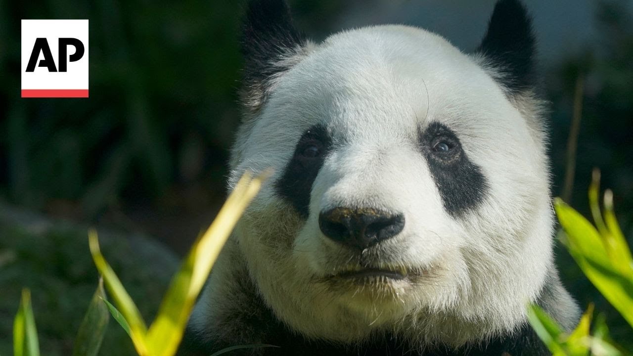 Meet Mexico’s Xin Xin, the last panda on earth not owned by China