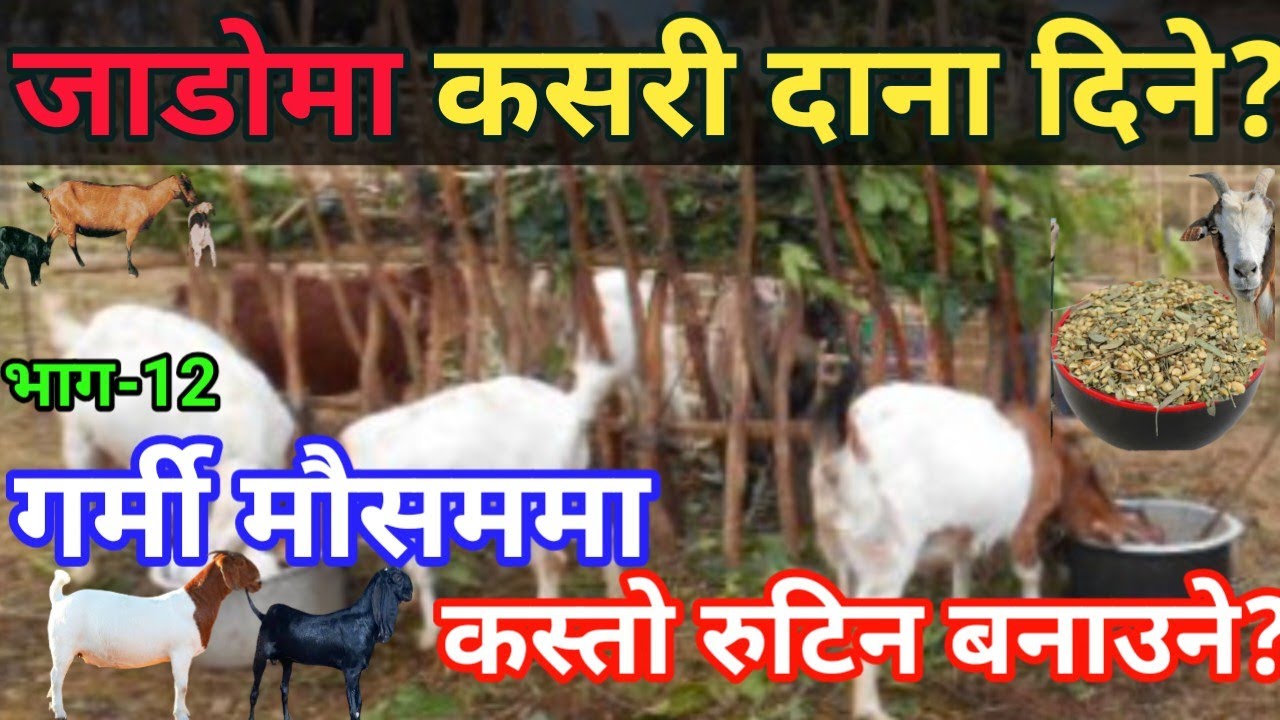 जाडो महिनामा दाना कसरी दिने? गर्मी मा कसरी दिदा राम्राे हुन्छ? सबै जानाकारी||भाग-१२