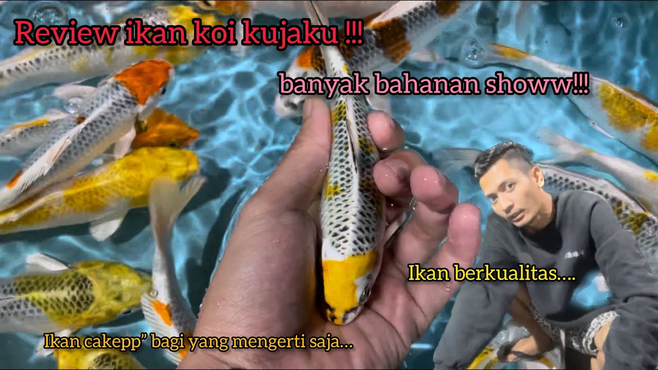 REVIEW DAN CARA MEMILIH IKAN KOI KUJAKU BERKUALITAS!!BANYAK BAHANAN SHOW!!ONGKIR DIBAWAH 25K / EKOR.