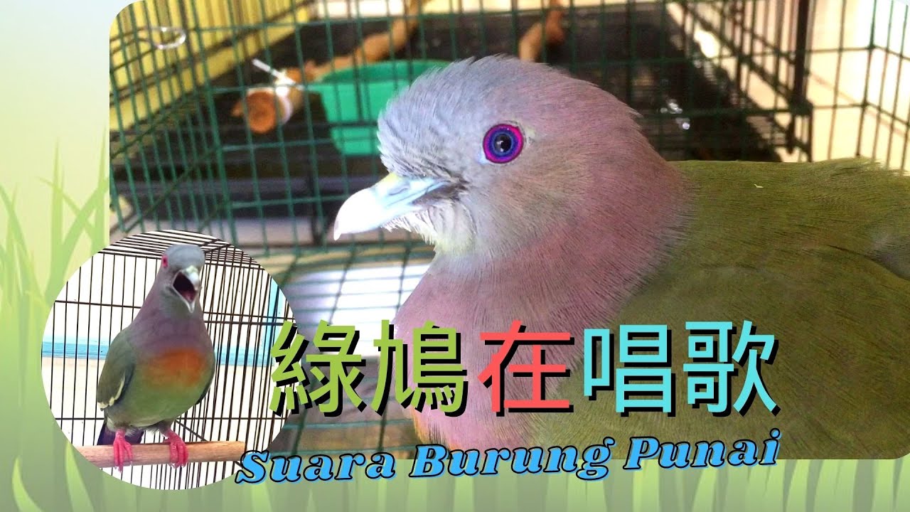 你聽過綠鳩的叫聲嗎？