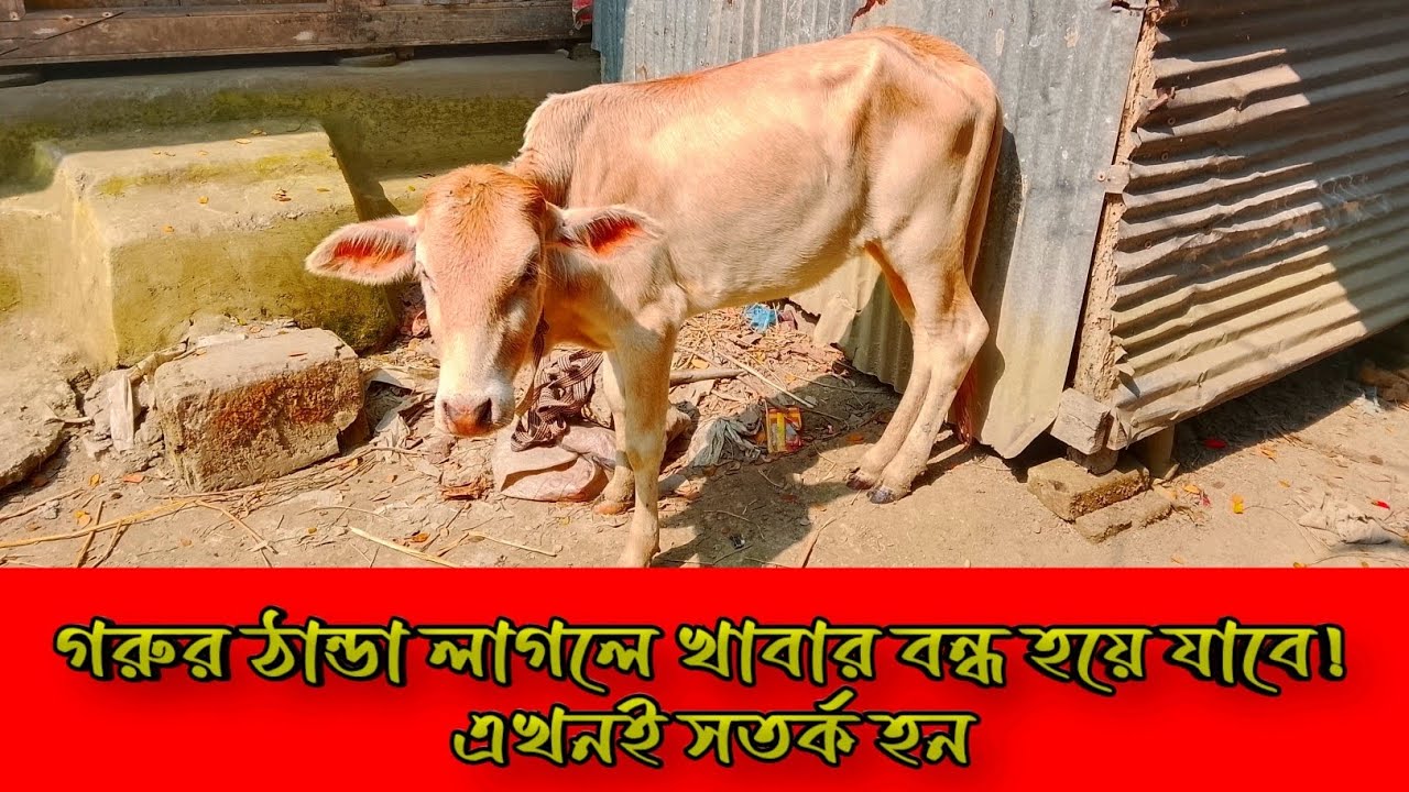 🐄গরুর ঠান্ডা লাগলে খাবার বন্ধ হয়ে যাবে! এখনই সতর্ক হন ।  29 January 2026