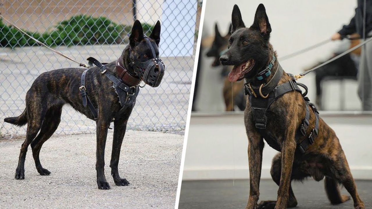 Cosas Que No Sabias De Los Perros Pastor Holandés | SoyCorraje