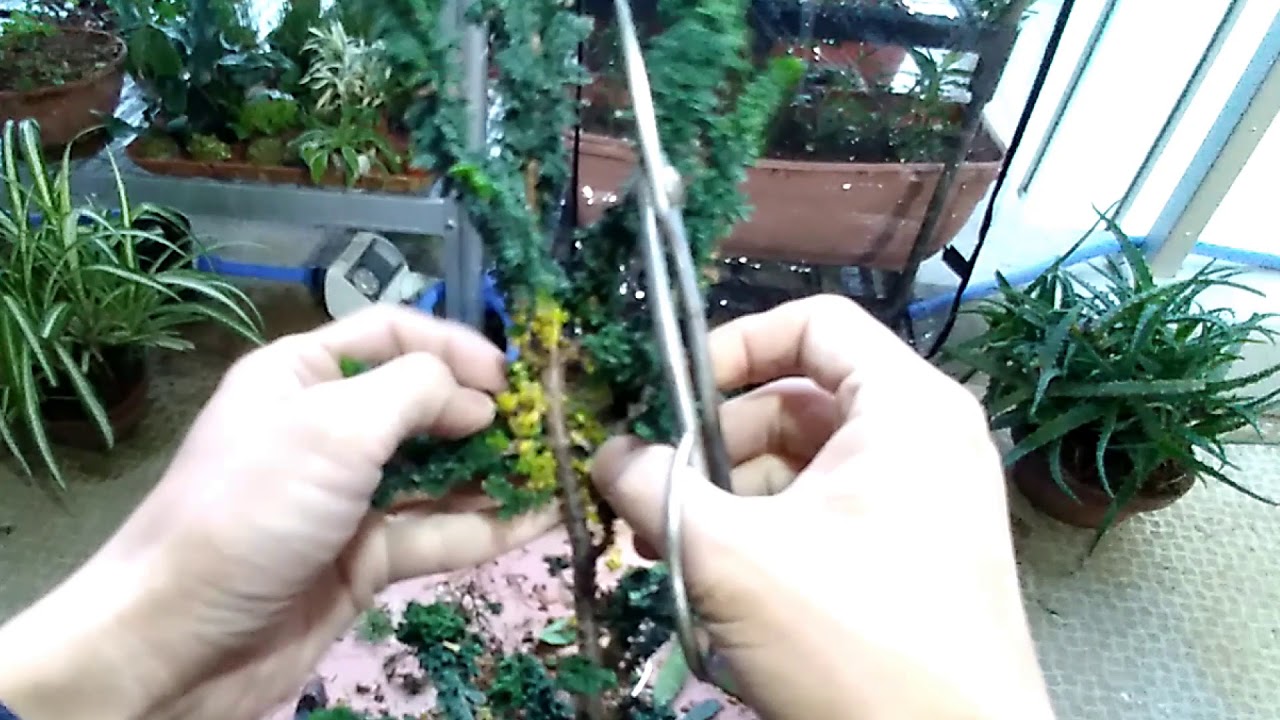 石化ヒノキ素材１号（冬支度）_chamaecyparis obtusa var. sekka（No.material１）Winter Preparation_Late_Nov2020_BONSAI盆栽