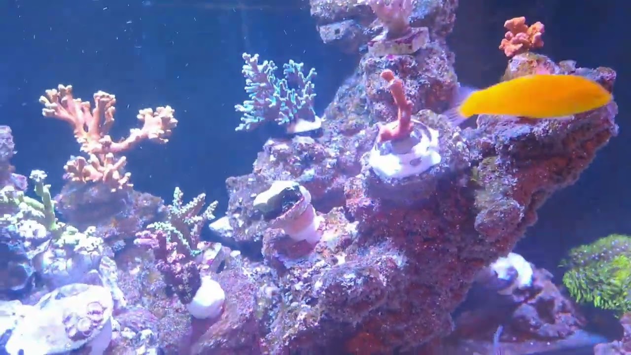 Aquário completando 3 meses