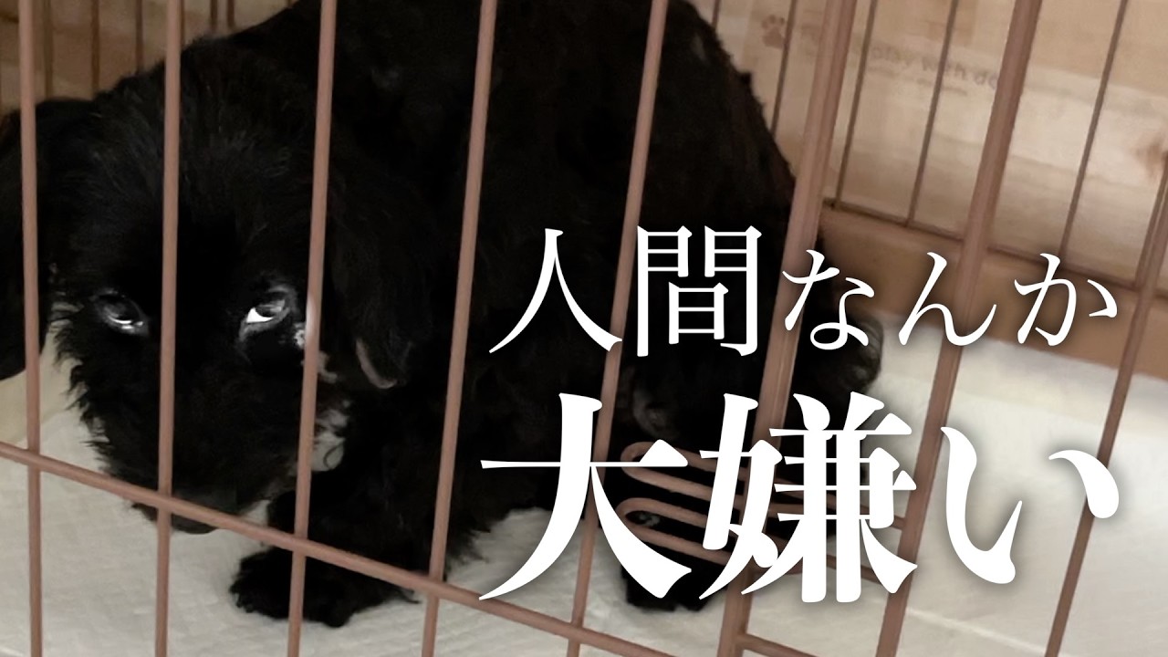 【闇深】触ると狂ったように暴れ出す犬。一体過去に何が…？