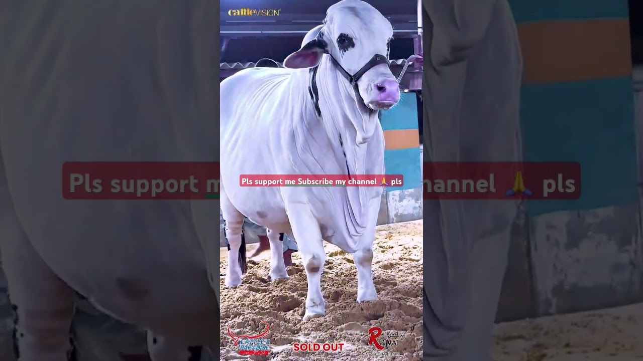 #cowmandi
