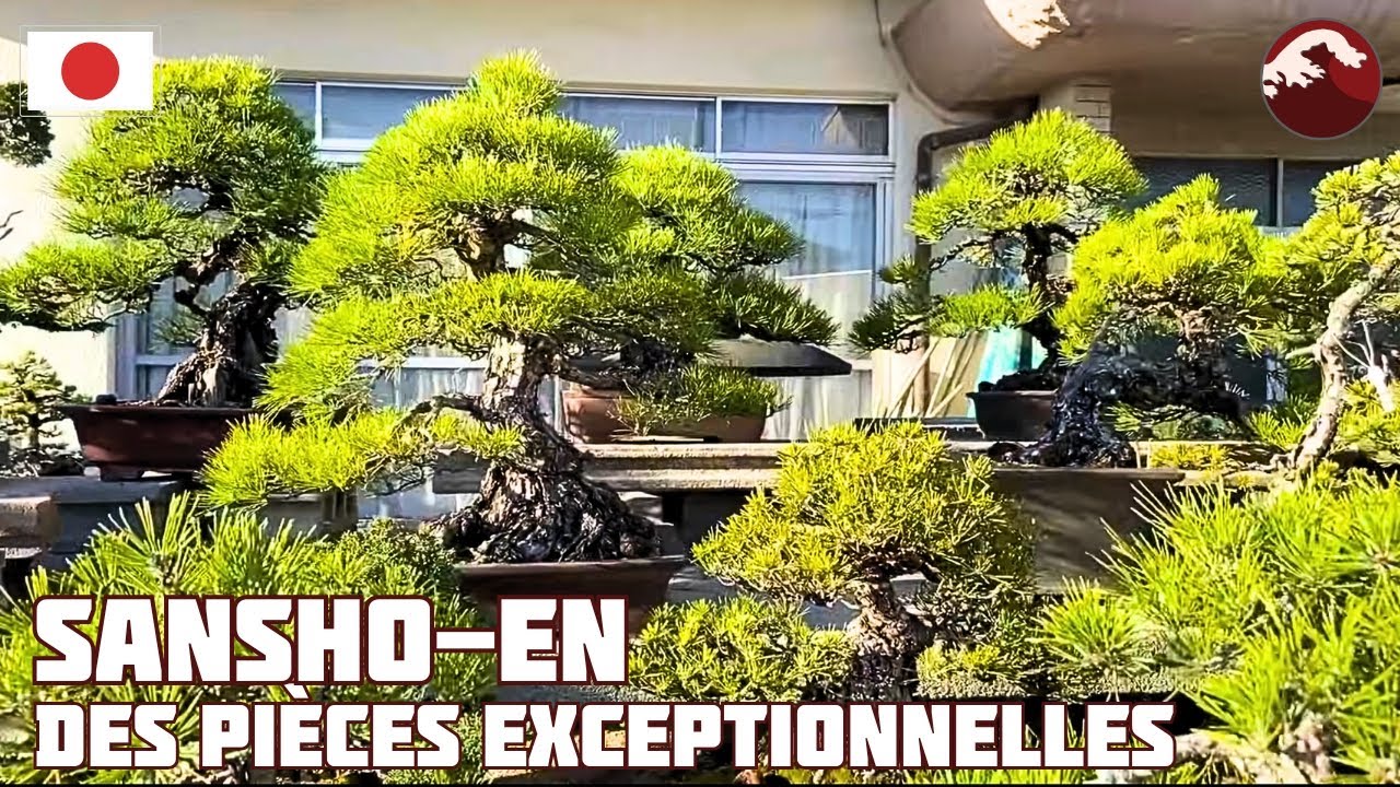 PÉPINIÈRE SANSHO-EN CHEZ MAÎTRE HIROYOSHI YAMAJI - KAGAWA - TAKAMATSU - JAPON - 🇯🇵 NEJIKAN BONSAI 🇯🇵