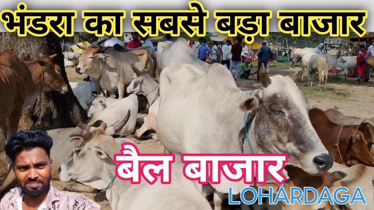 Bail Bazar Bhandra Lohardaga बैल बाजार भंडरा लोहरदगा