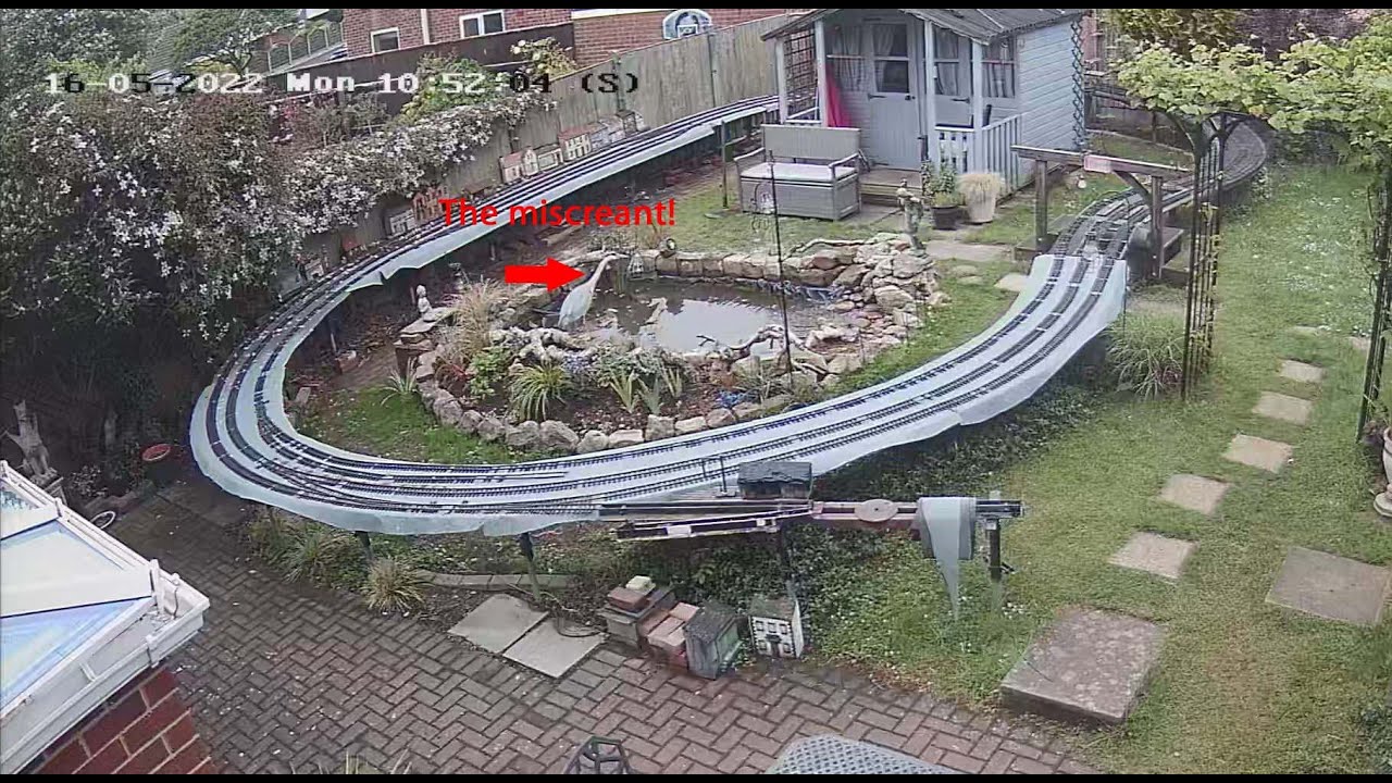Grey Heron attack
