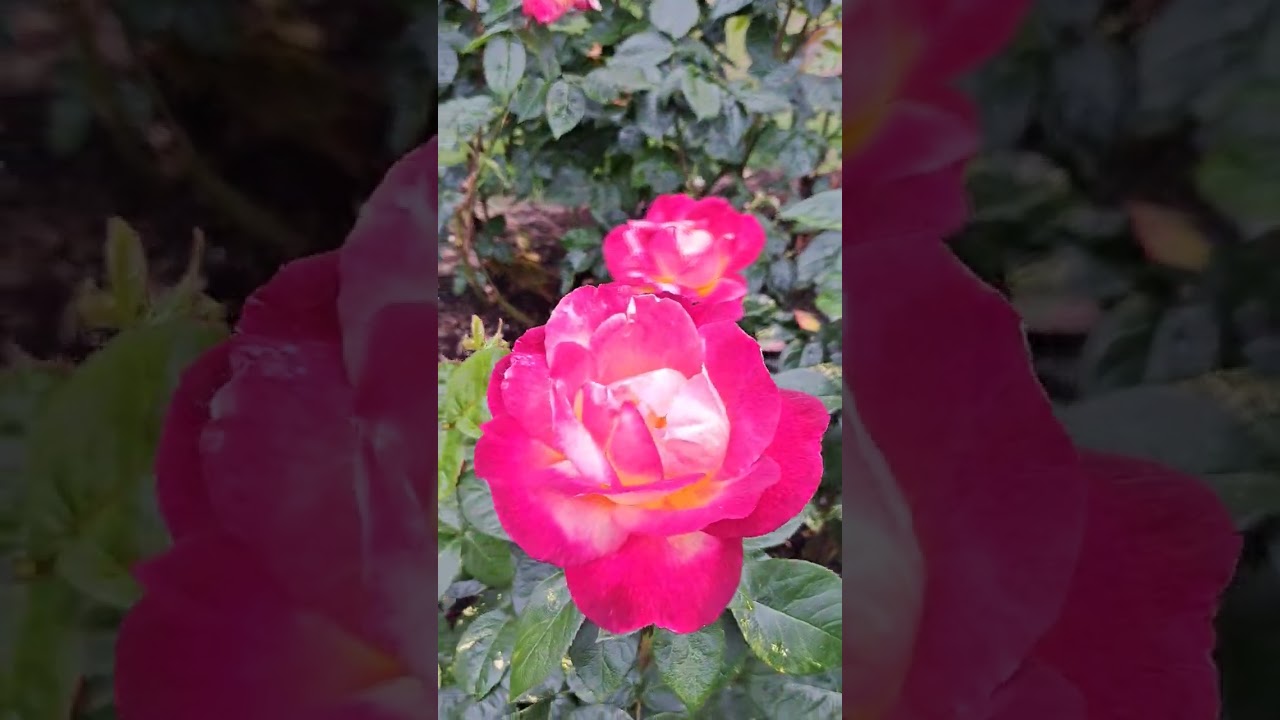 #ROSEGARDEN, LIFE IN USA, WASHINGTON PARK, OREGON, PORTLAND, ШИКАРНЫЕ РОЗЫ В ЭКСПЕРИМЕНТАЛЬНОМ САДУ