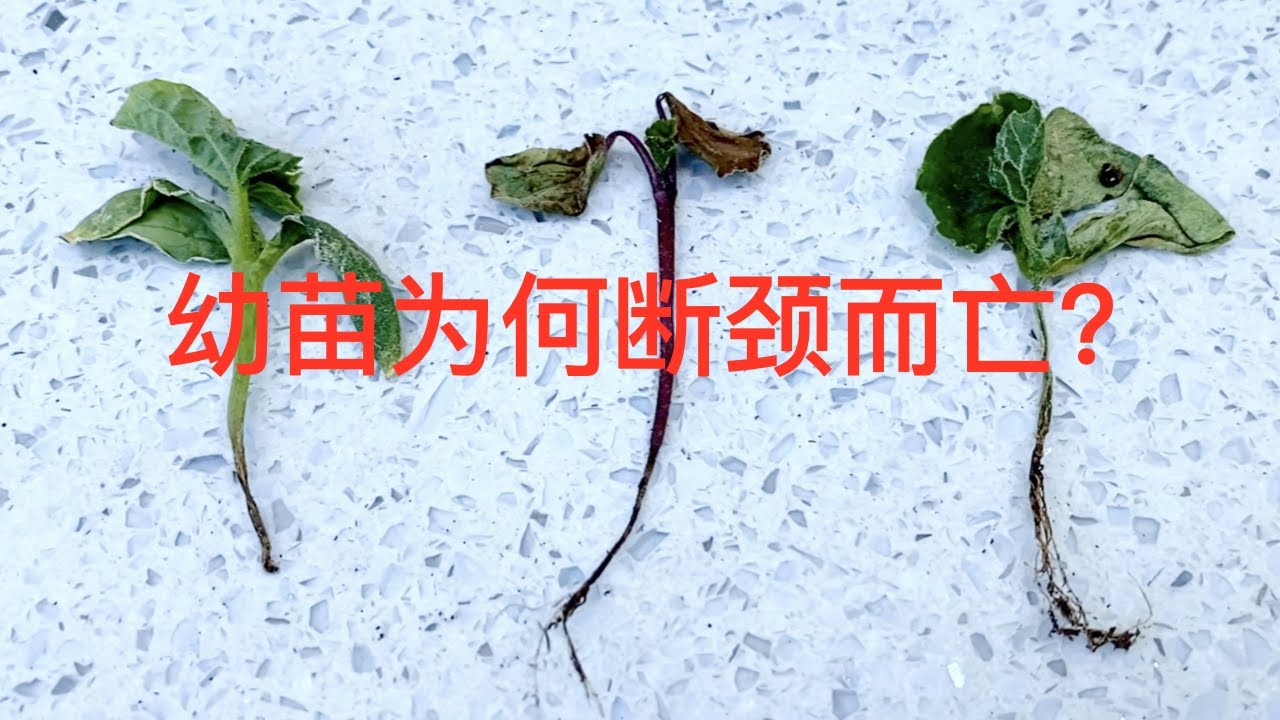 【育苗移栽】幼苗为何断颈而亡？Damping-off ｜倒苗猝倒病立枯病的原因