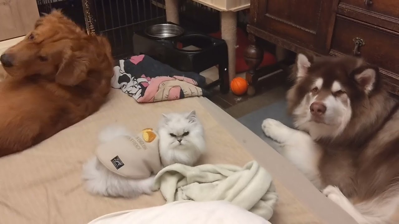 【優しいママみたいな猫】甘えるゴールデンと肝っ玉母ちゃん猫