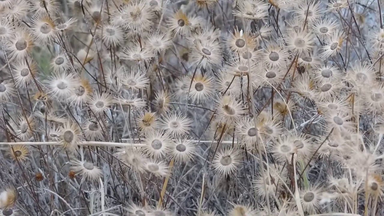 Gray flowers - Apos B-roll (Free to Use HD Stock Video Footage)