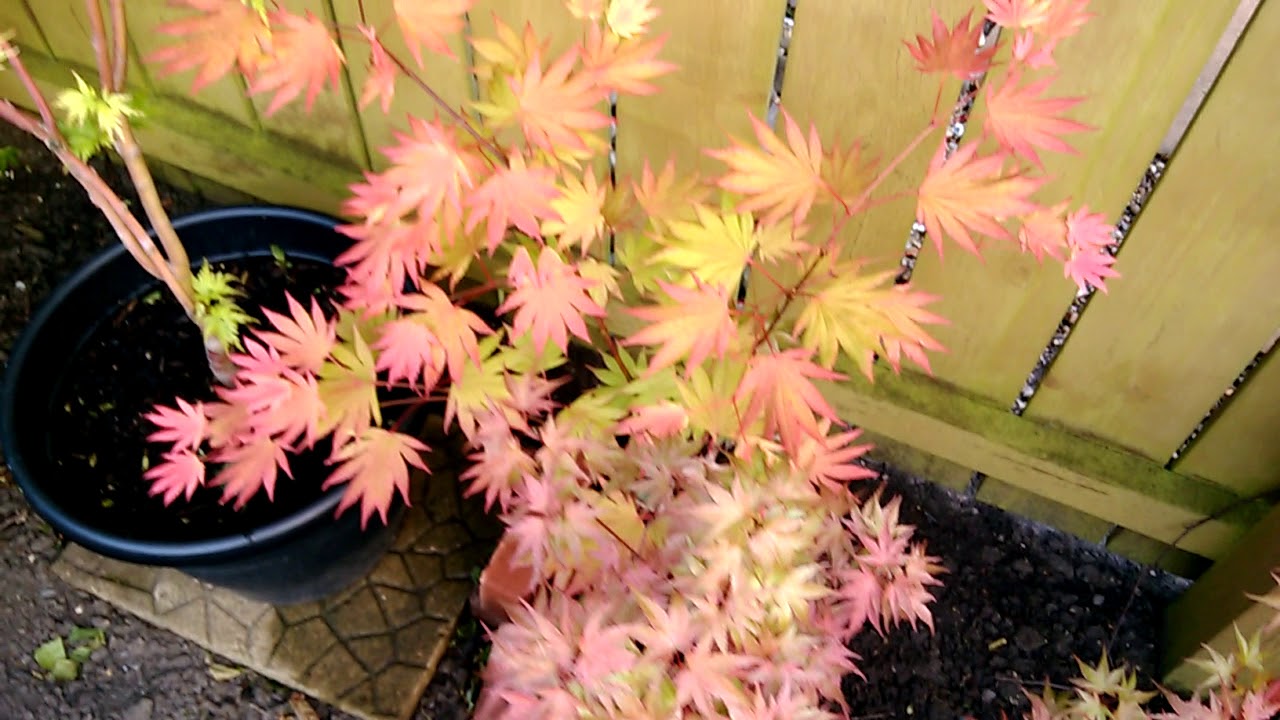 Japanese Maples In The Garden - In June 2018