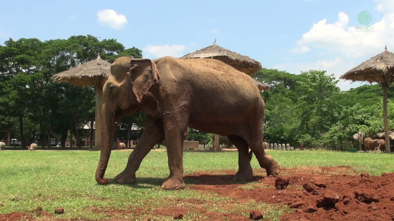Tranquil Days: Dok Koon's Peaceful Life at ENP - ElephantNews