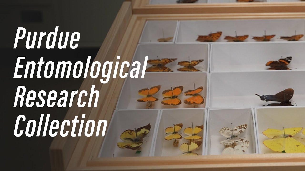 Purdue Entomological Research Collection
