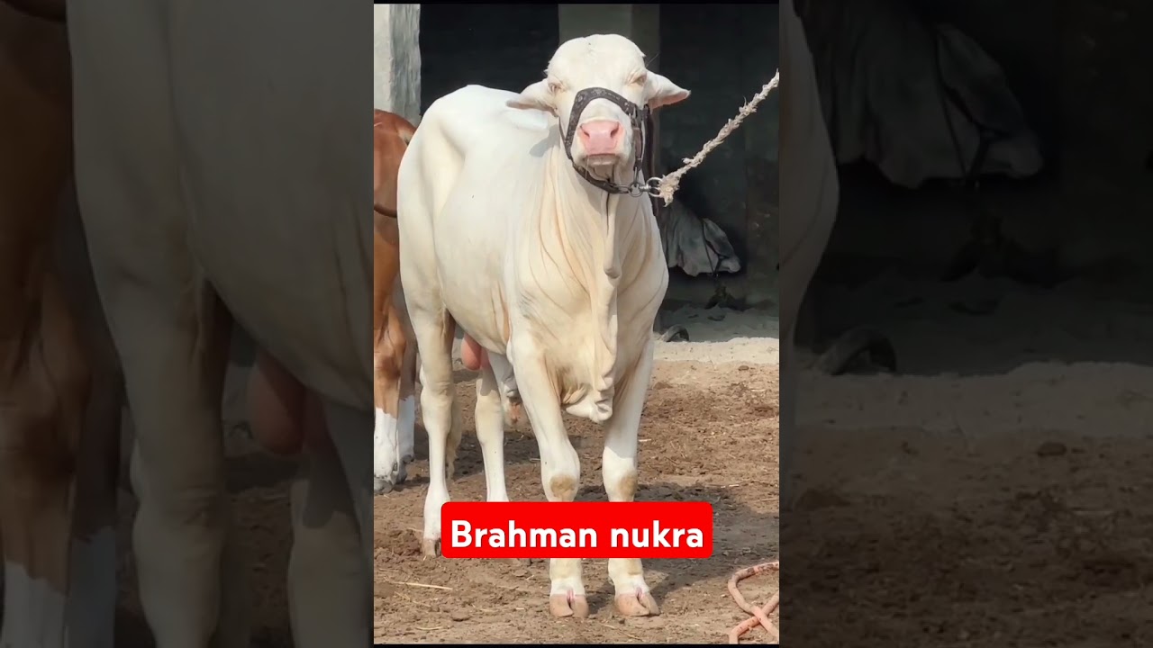 Brahman #nukrabull #crossbreeding #cow #breeding #farming.