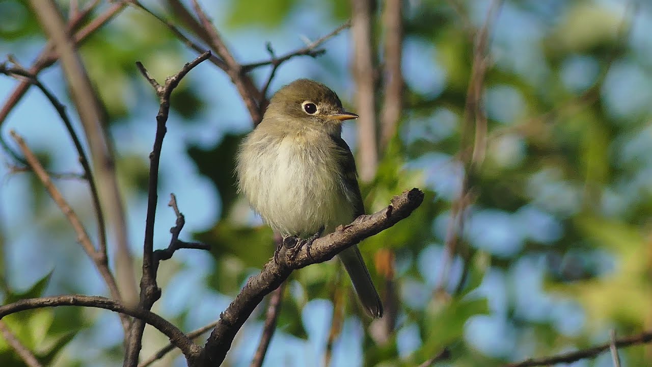 Least Flycatchers In the Woods. So Little! Least Flycatcher ID Info; Empidonax minimus
