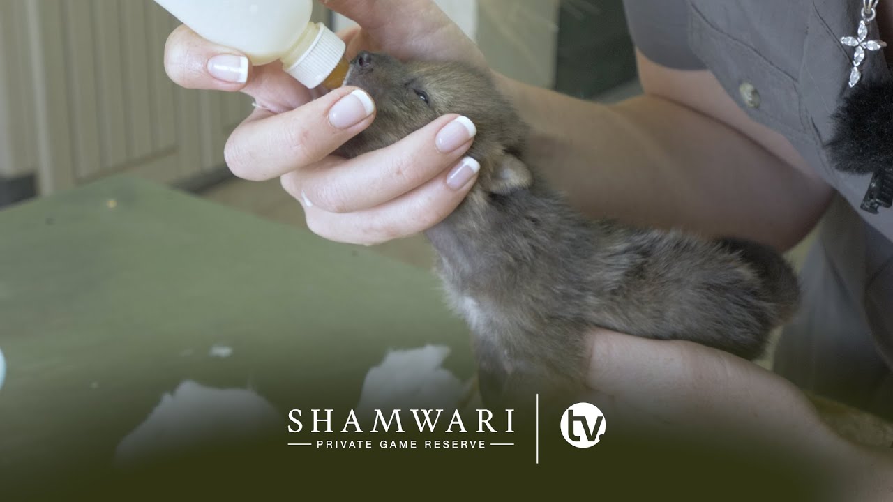 The Wildlife Rehabilitation Centre: New arrivals and a farewell