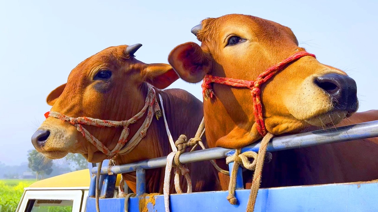 cow unloading, cow videos, cow video, animal, big cow, goru hamba cow, Ep- 332