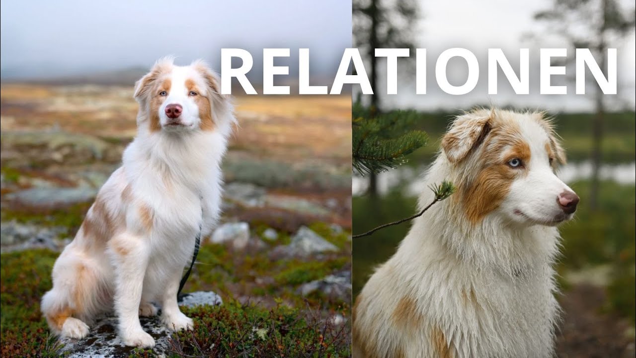 Svenska småföretagare i hundbranschen - Relationen med hunden med Nordqvist hund