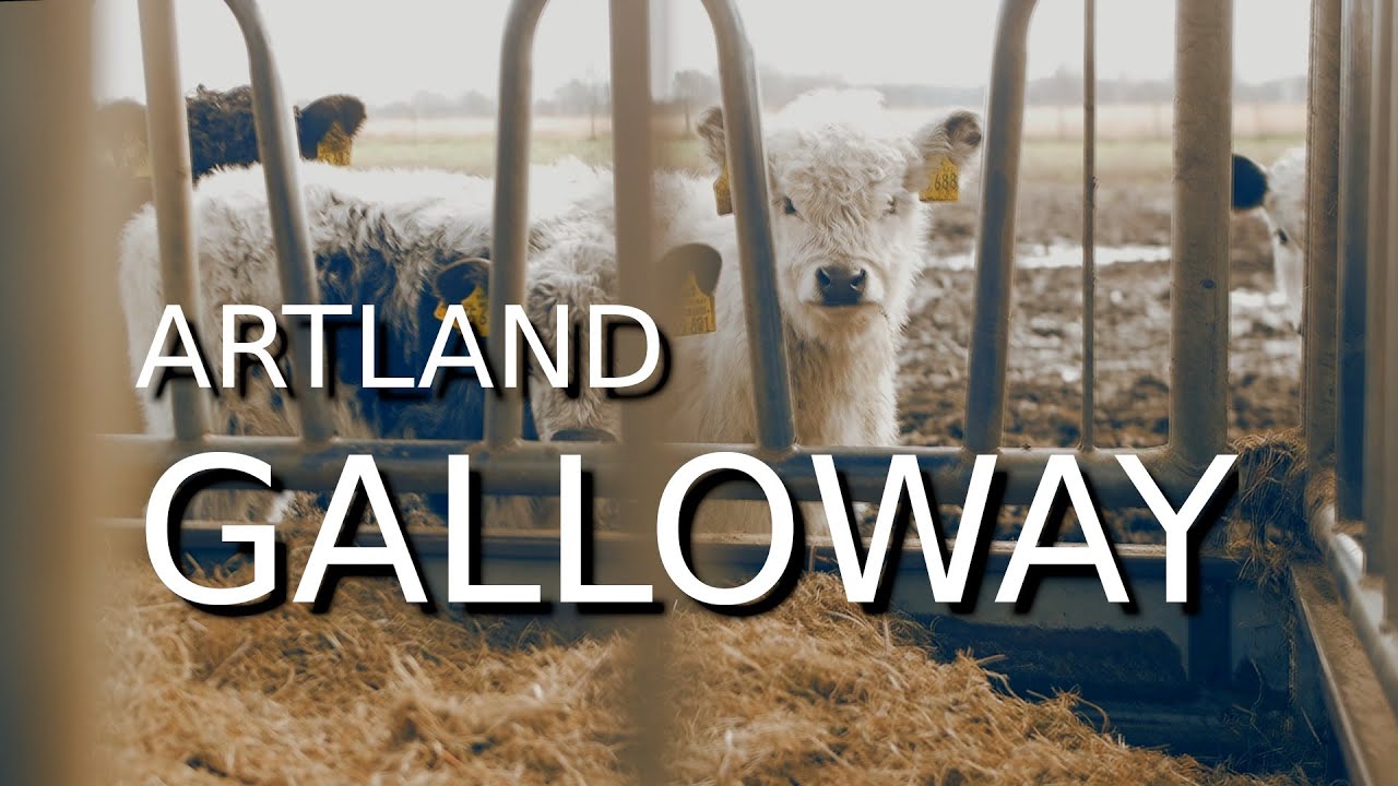 Artland Galloway Zucht