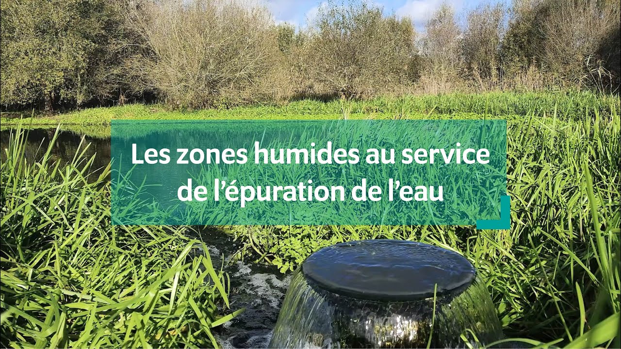 Les zones humides au service de l’épuration de l’eau