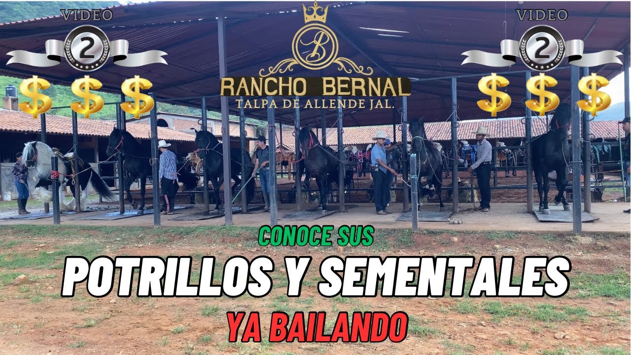 CONOCE A RANCHO BERNAL DE TALPA DE ALLENDE JALISCO, SUS POTRILLOS Y SEMENTALES YA BAILANDO