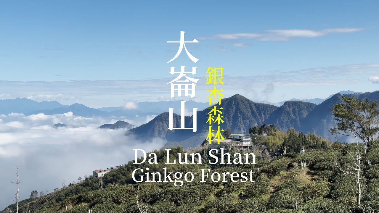 EP9│錯過會後悔！必去秘境-大崙山銀杏森林雲海仙境│太扯了,南投大崙山銀杏森林的雲海也太犯規了-美到極致又驚喜