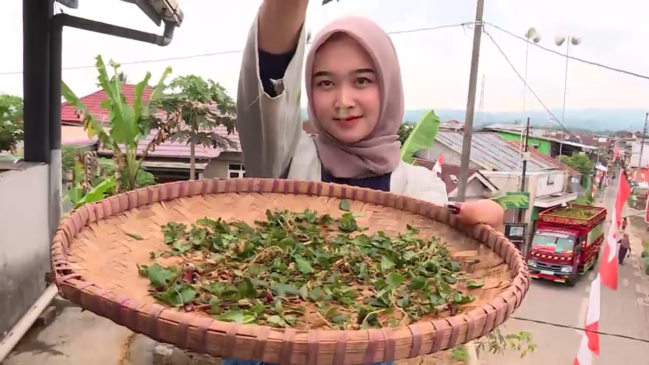 Menjajal Khasiat Minuman Purwaceng | RAGAM INDONESIA (23/09/22)