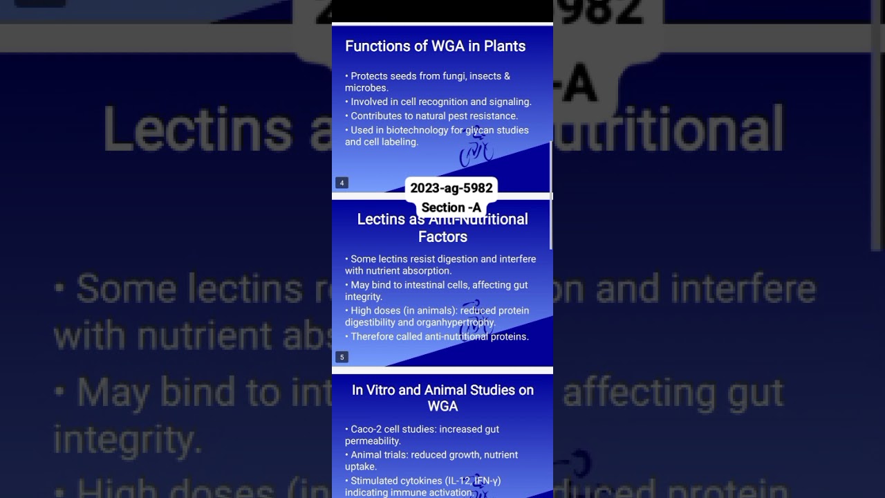 Lectins and their role in Wheat By Muhammad Ahsan Shafique (2023-ag-5982) sec-A