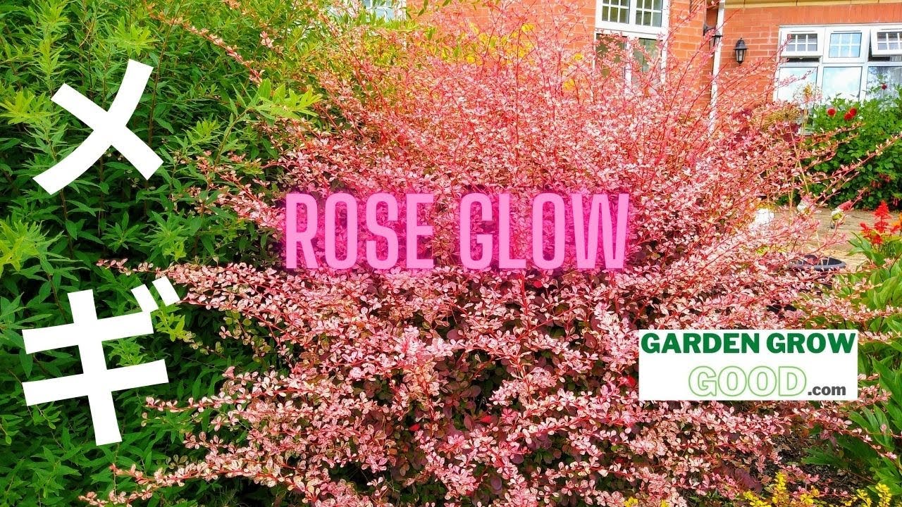 How to Propagate Japanese Barberry in Just 19 Days - With Results