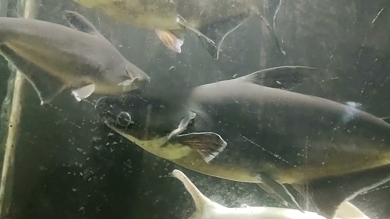 Aquariam in Trivandram