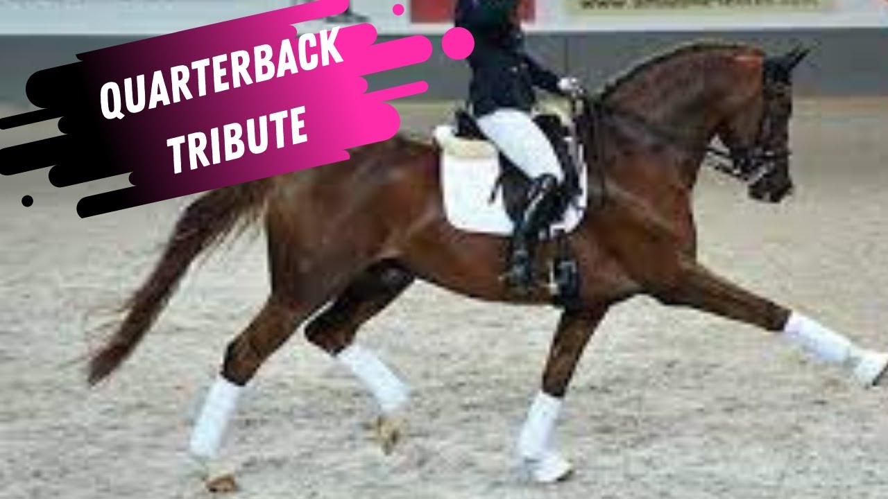 Quaterback Elite Dressage Stallion Tribute (2003 - 2021)